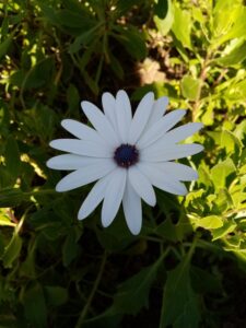 First daisy flower of spring